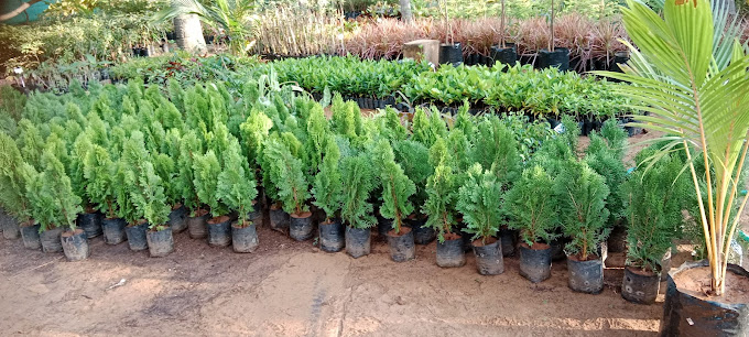 Anu Nursery Garden